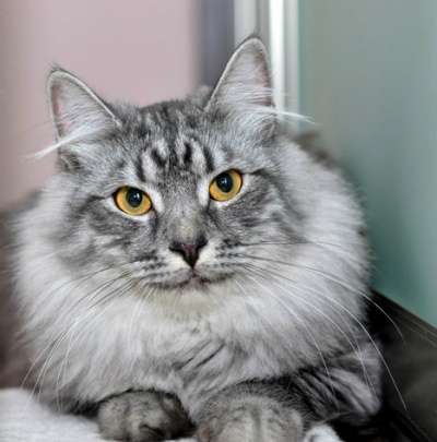 Отдам даром Титус, роскошный молодой серебристый кот в Москве фото 5