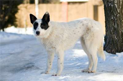 Отдам даром Ищет дом необычная собака Снежинка в Москве фото 5