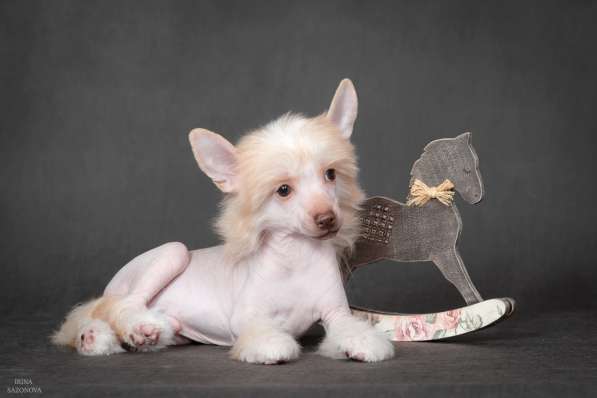 Китайская хохлатая в Москве фото 3