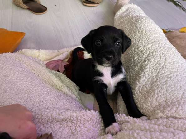 Щенки эстонской гончей в Краснодаре