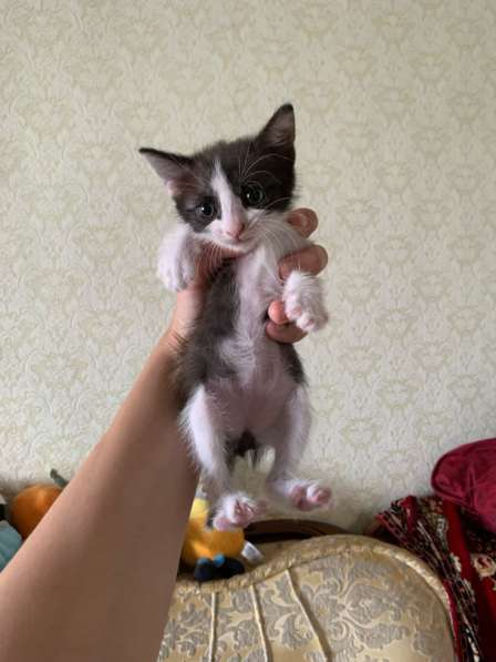 Котёнок в Уфе фото 3