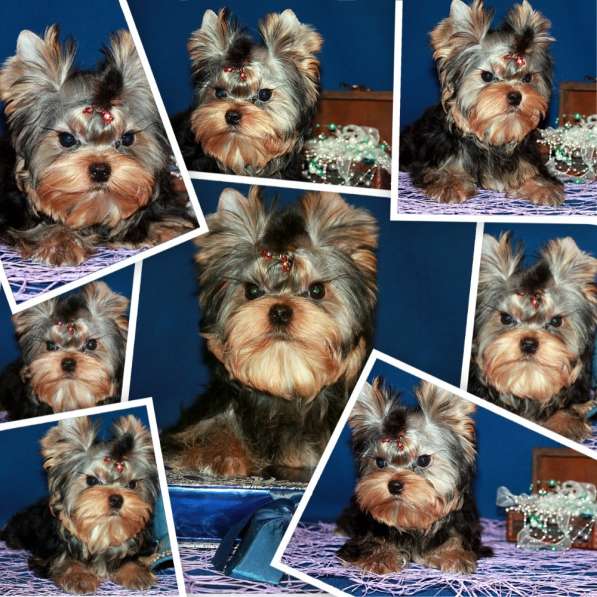 Мальчик Йорк от чемпионов в Москве