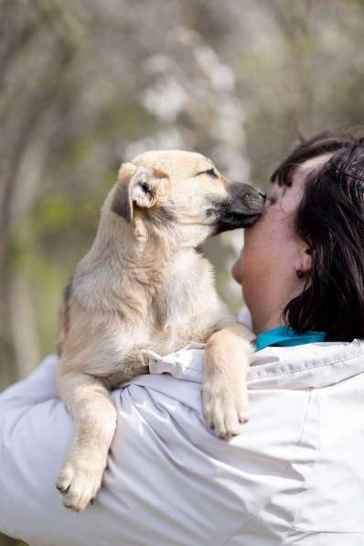 Ласковые щенята в Санкт-Петербурге фото 16