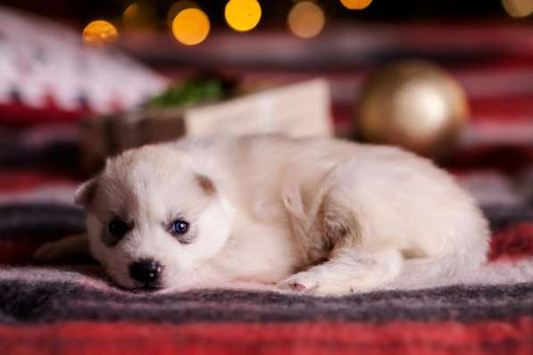 Открыта бронь на щенков хаски в Москве фото 16