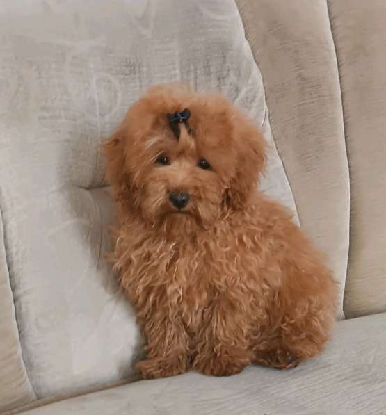 Poodle teacup. Red boy в 