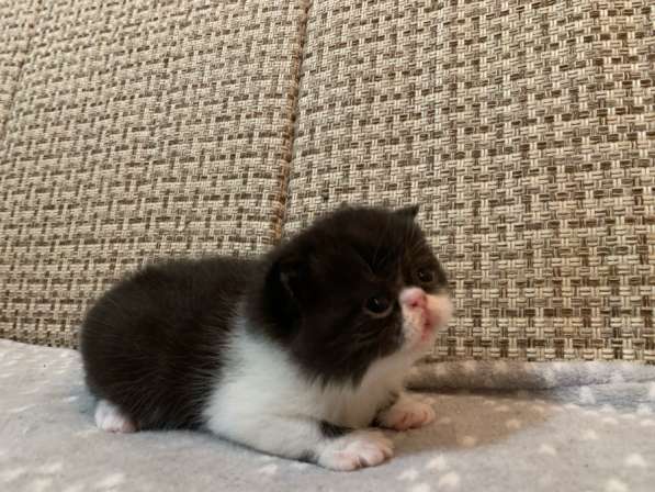 Экзотические котята в Екатеринбурге фото 4