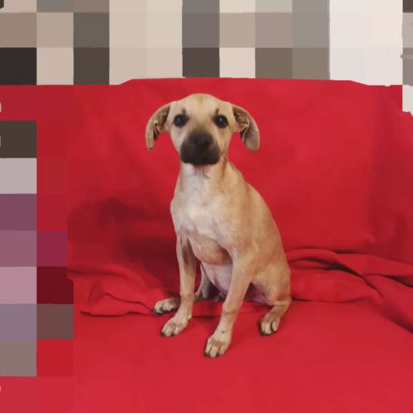 Маленький, трогательный малыш в Санкт-Петербурге фото 4