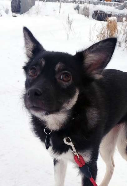 Ищет дом крошка-собачка весом 8 кг в Санкт-Петербурге фото 4