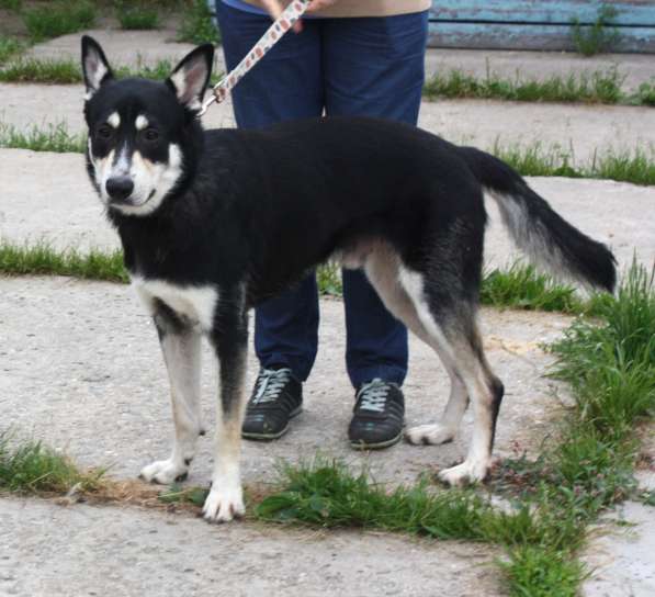 Кекс в поисках своей семьи в Москве фото 7