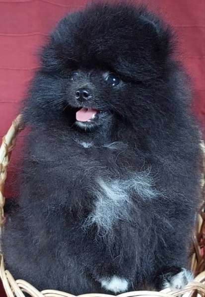 Померанский шпиц. Black