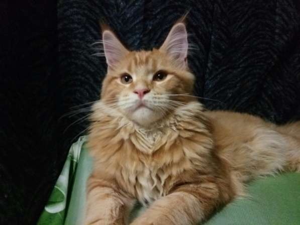 Девочки мейн-кун из питомника в Екатеринбурге фото 9