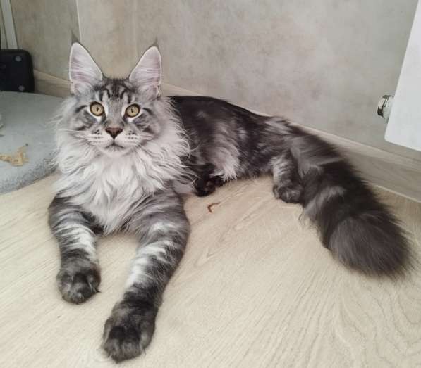 Элитные котята Мейн-кун из питомника Remagic Helga в Барнауле фото 9