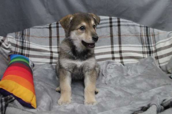 Черный щенок со звездочкой на груди в Санкт-Петербурге фото 23