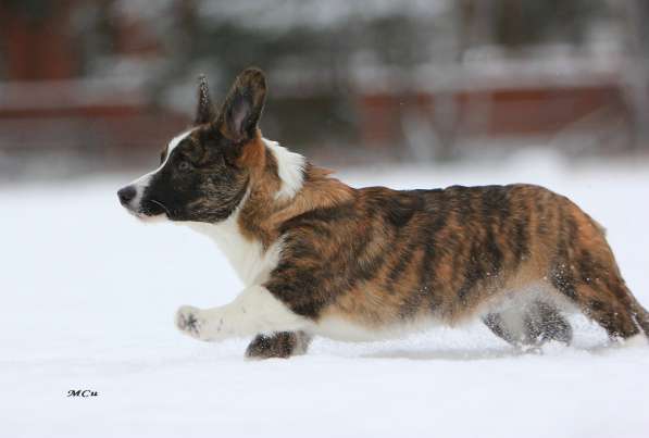Щенок вельш корги кардиган в Раменское фото 8