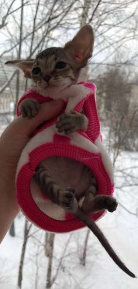 Элитный Девон-Рекс. Кудрявый лесной в Санкт-Петербурге фото 50