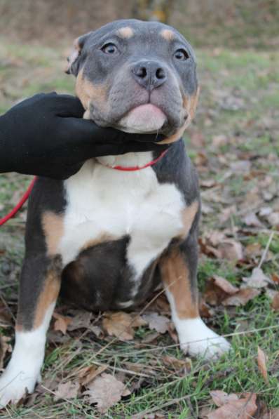 Породные щенки Американ Булли в фото 12