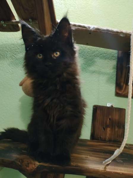 Девочка Мейн кун в Челябинске фото 22