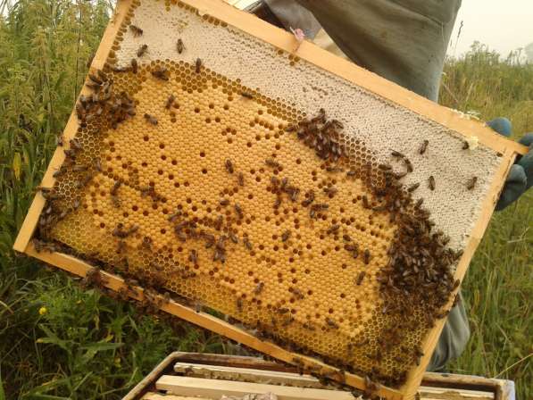 Пчелосемьи, отводки, пчеломатки