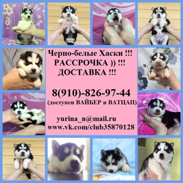 Щеночки Хаски. черно-белые очаровательные малыши в Пскове