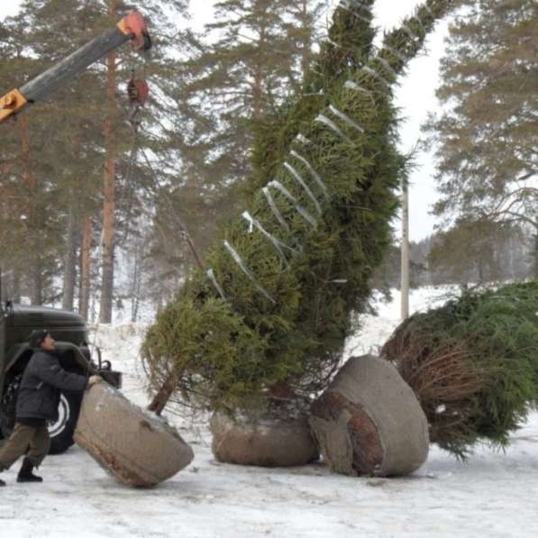 Посадка деревьев крупномеров