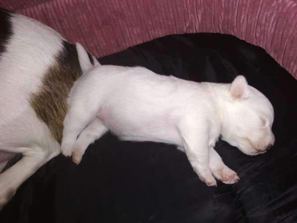 Продажа щенков в Севастополе фото 8