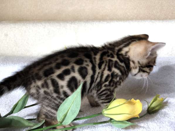 Предлагаются Бенгальские котята из питомника с документами в фото 36