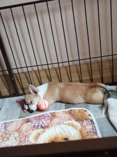 Щенок вельш корги пемборк в Калининграде фото 5