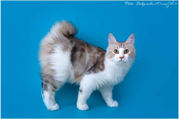 Kuril bobtail! Kitten -trotter в Севастополе фото 3