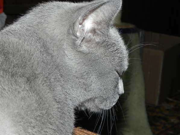 шотландские кошки в Москве фото 7