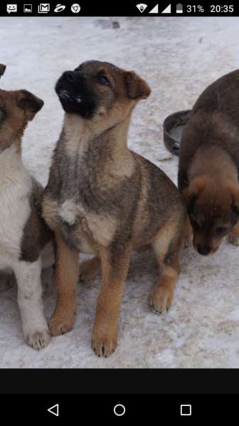 Я щенок и ищу дом! в Воскресенске фото 8