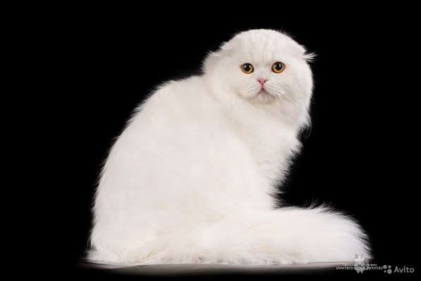 Котенок - счастье в дом в Санкт-Петербурге фото 7