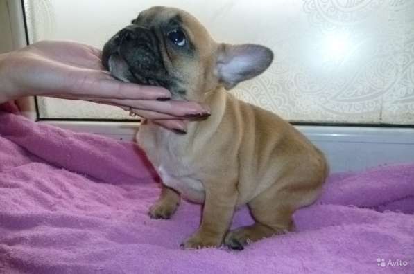 Щенки в Краснодаре фото 6