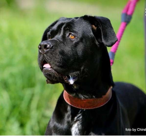 Молодой кане корсо Крош ищет семью