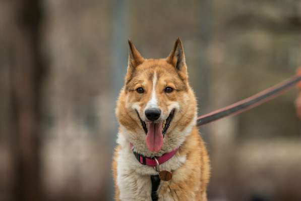 Мистер лучезарная улыбка Янтарь ищет дом в Москве фото 21