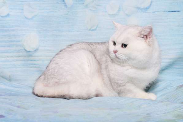 Британский кот шиншилла, вязка в Москве