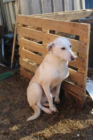 Собака в хорошие руки в Санкт-Петербурге фото 4