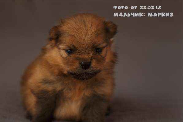 Породистые щенки Шпица с документами РКФ в Кемерове фото 6