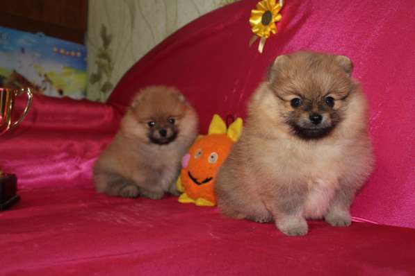 Померанского шпица Щенки в фото 6