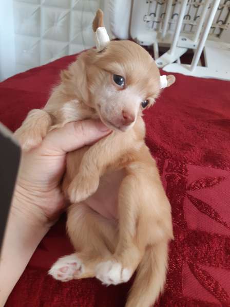 Красивая пуховая девочка в Москве фото 19