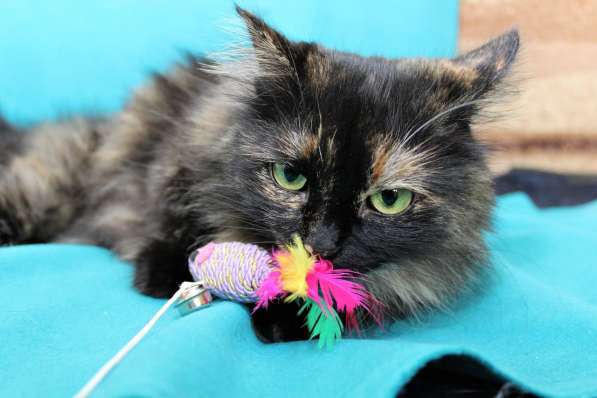 Эсми – космическая красота. Молодая кошечка в дар в Калуге фото 14