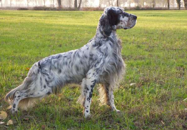 Английский сеттер щенки из элитного питомника в Москве фото 122