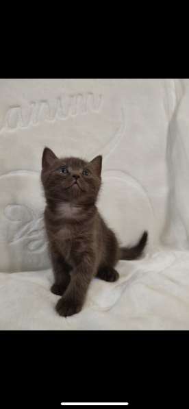 Британские котята