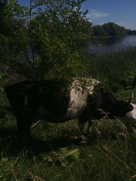 Коровы молочные в Саратове