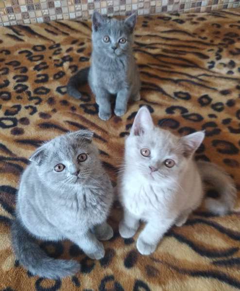 Продажа шотландцев в фото 8