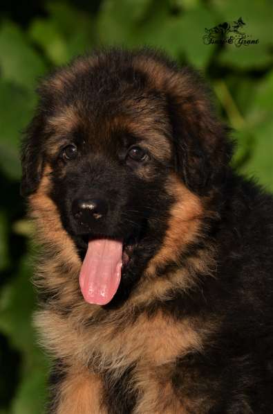 Немецкая овчарка в фото 25
