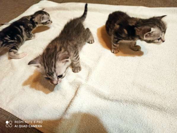 Котята породы Сококе +- три недели, мальчик и две девочки. Б в Подольске фото 5