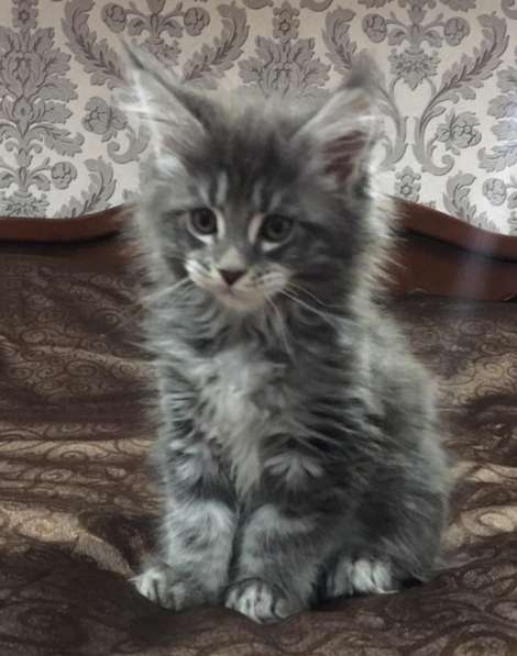 Продаются котята Мей - кун