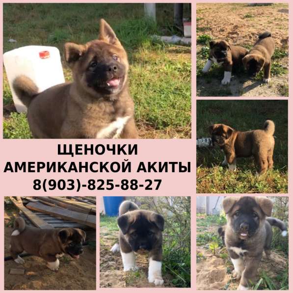 Щенята американской акиты