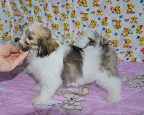 Щенок болонки девочка в Москве фото 9