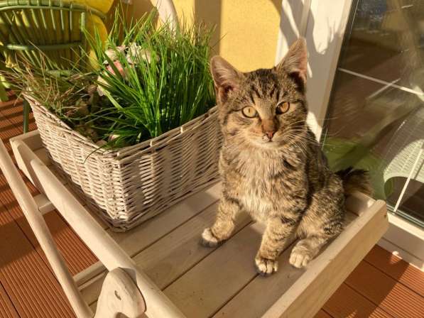 Кузенька - полосатый котенок из приюта в добрые руки в Москве фото 8